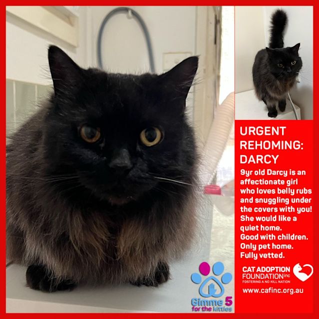 Photo of Darcy Private Rehoming No Charge!