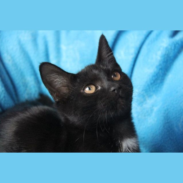 Photo of Toothless