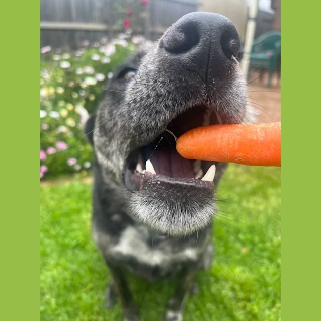 Photo of Pepper