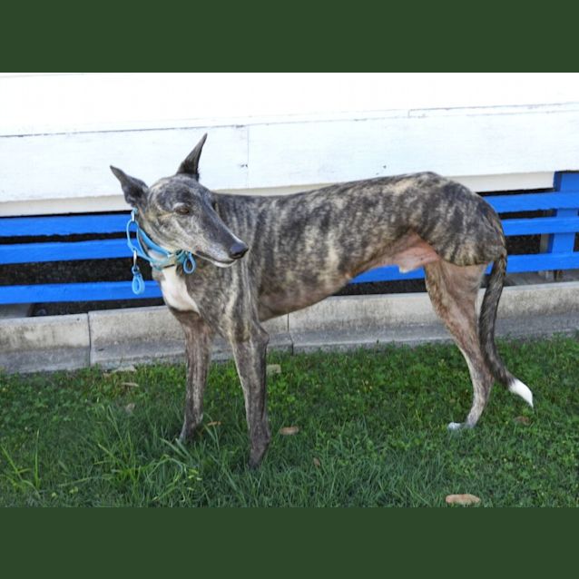 Photo of Spooky Is Checking Out His Forever Home