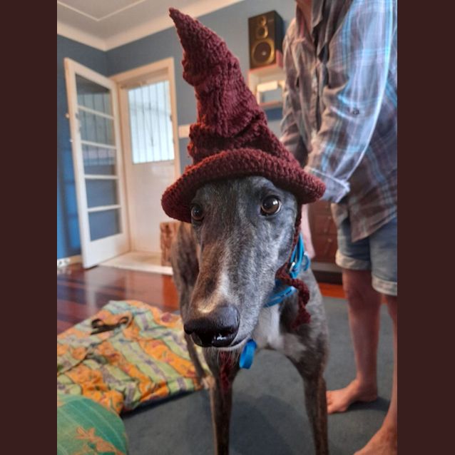 Photo of Spooky Is Checking Out His Forever Home