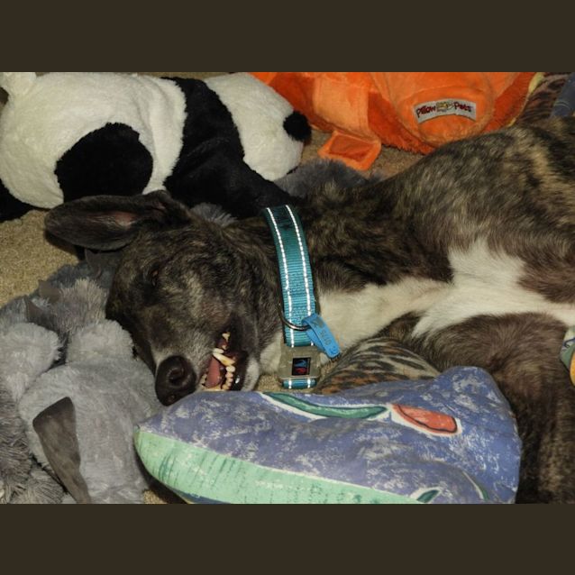 Photo of Spooky Is Checking Out His Forever Home