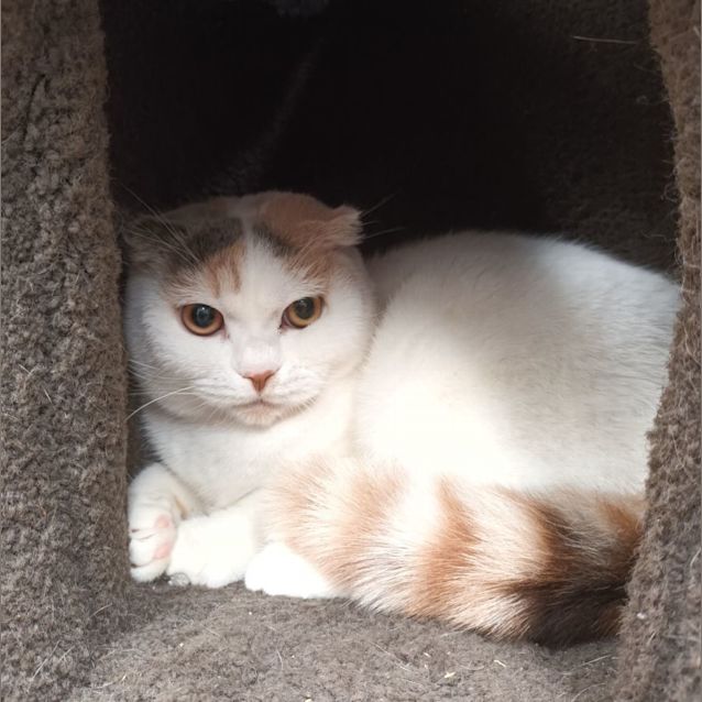 Photo of Emma **2nd Chance Cat Rescue**