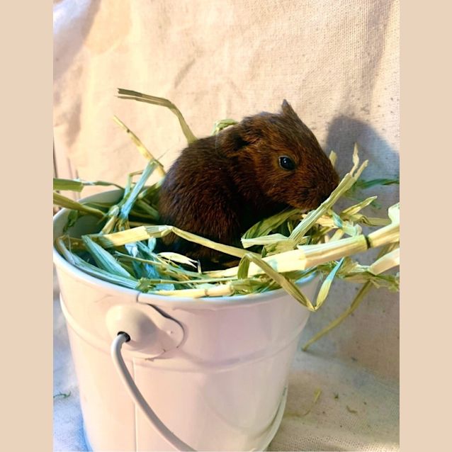 Photo of Tater