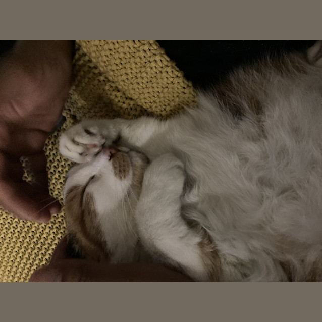 Photo of Cookie