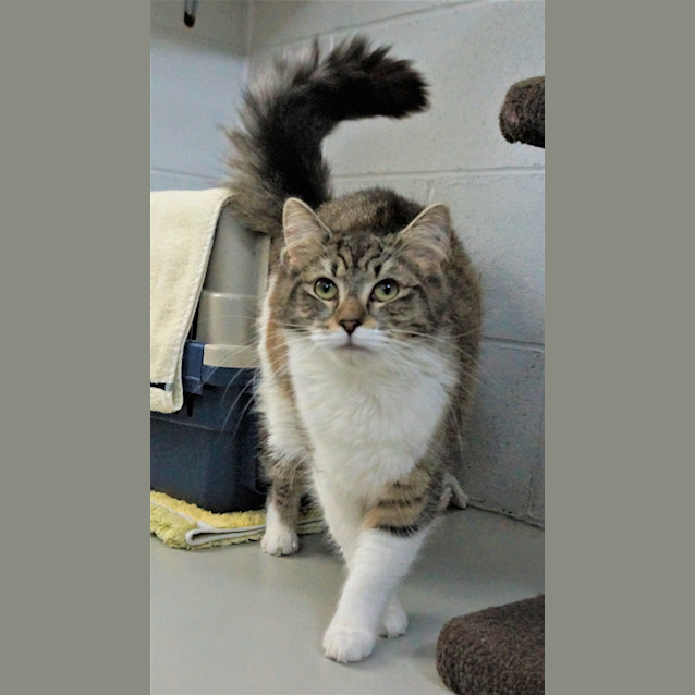 Photo of Posie