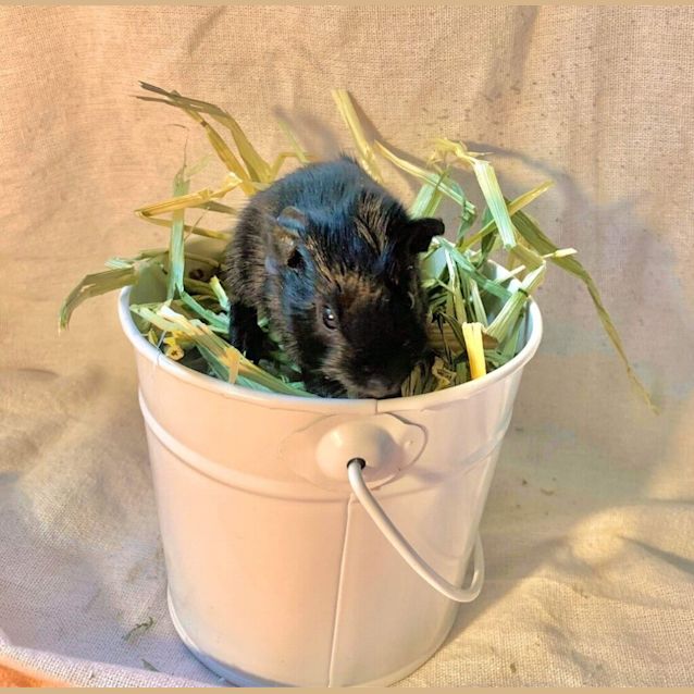 Photo of Turnip