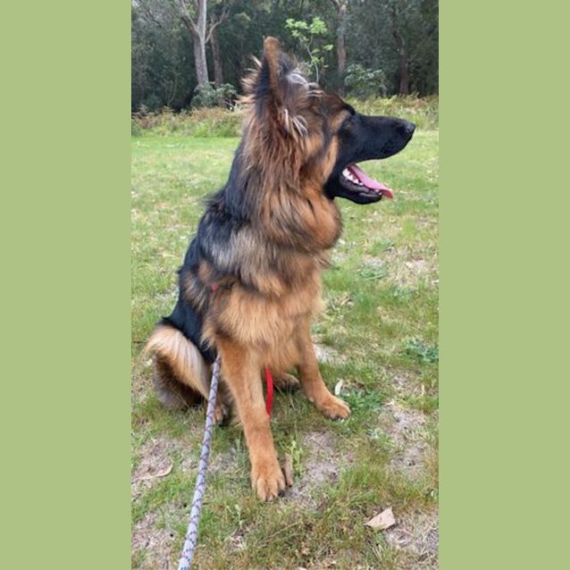 Photo of Nala Is On Hold