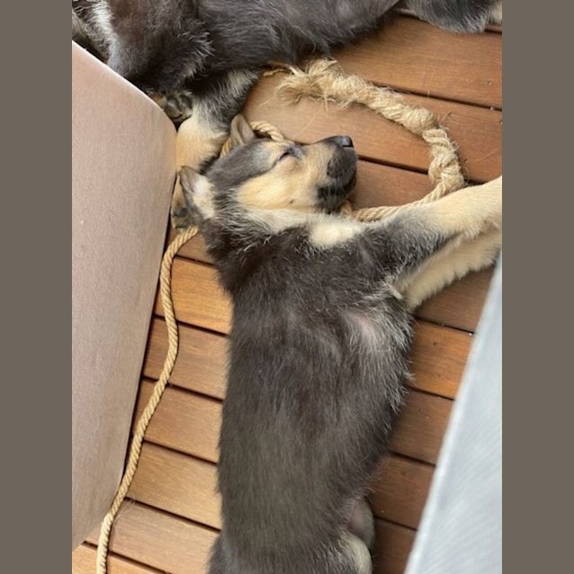 Photo of Scout