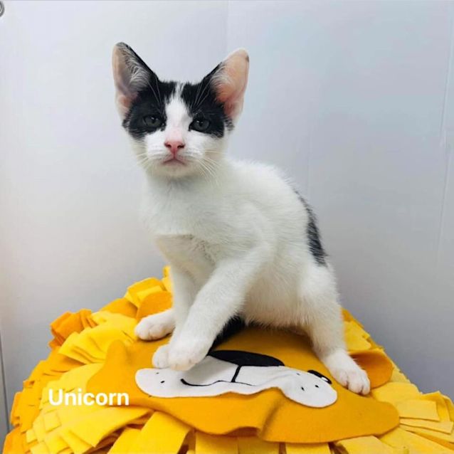 Photo of Unicorn
