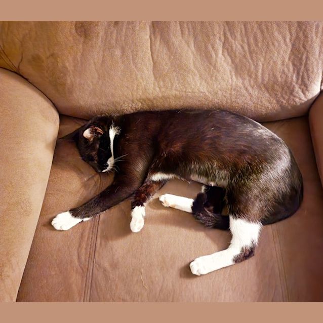 Photo of Luna