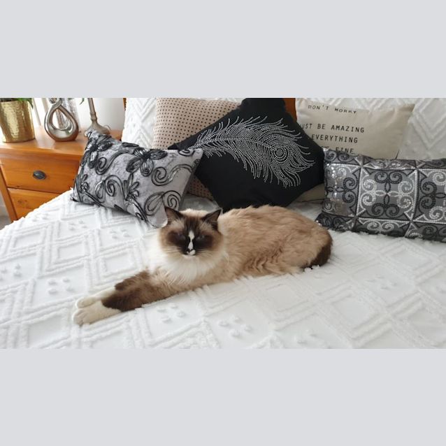 Photo of Darcy