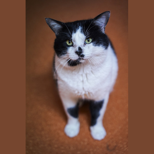 Photo of Humphrey