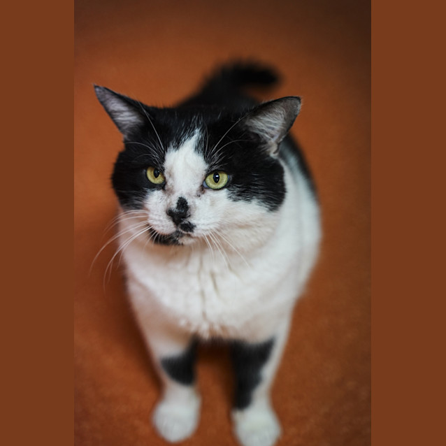 Photo of Humphrey