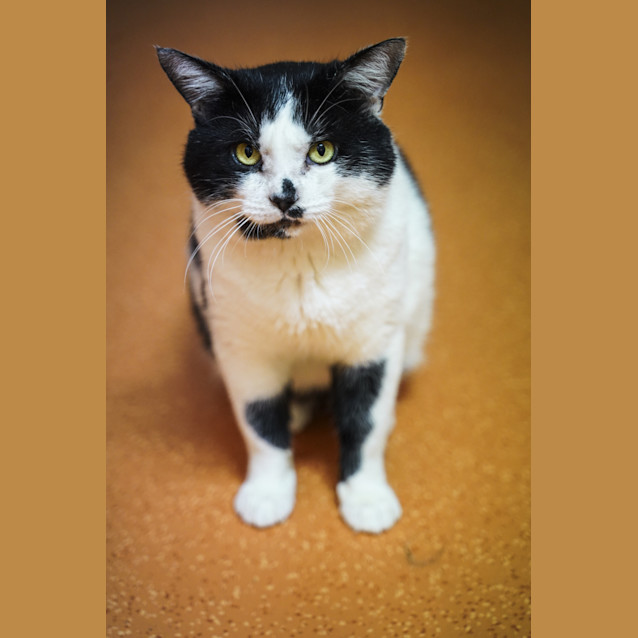 Photo of Humphrey