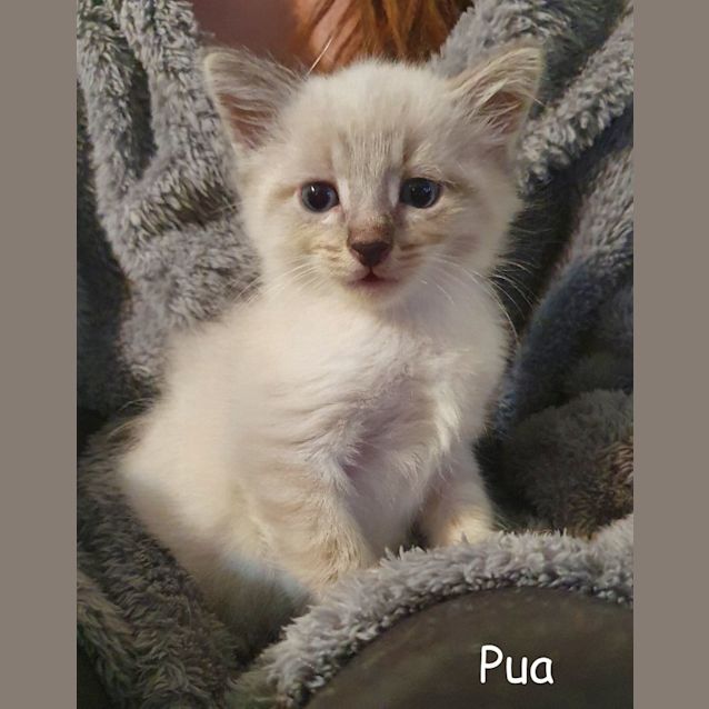Photo of Pua
