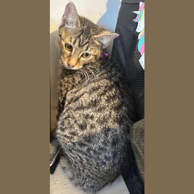 Photo of Tori (Purple)