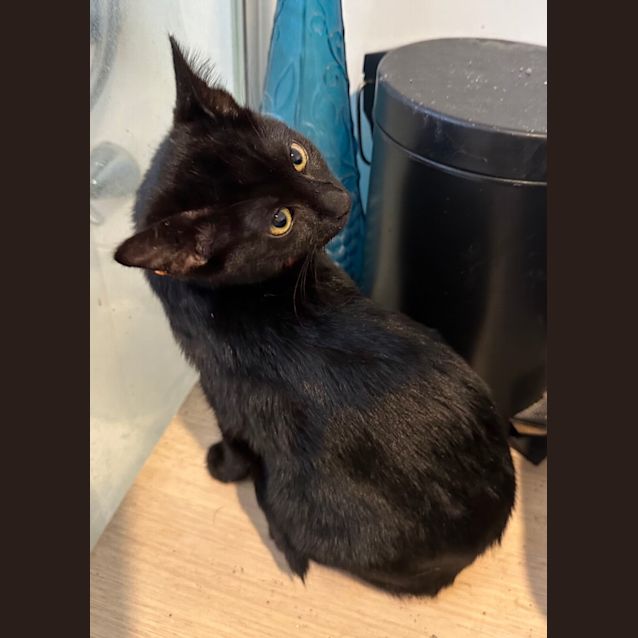 Photo of Teri (Orange)