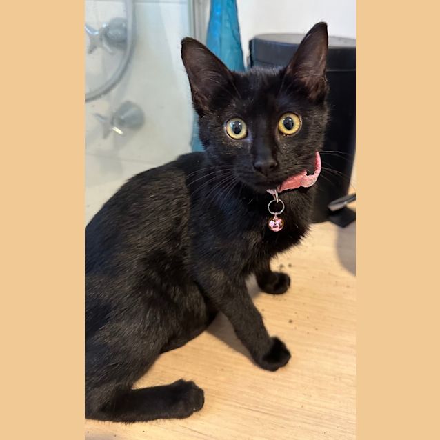 Photo of Tovi (Light Pink)