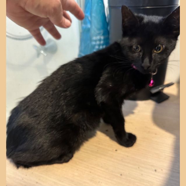 Photo of Tilly (Dark Pink)