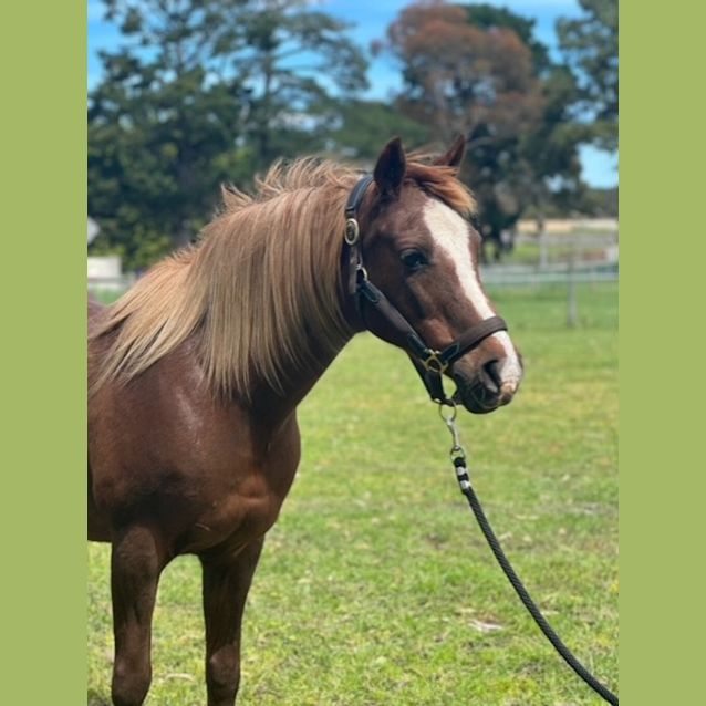 Photo of Gypsy