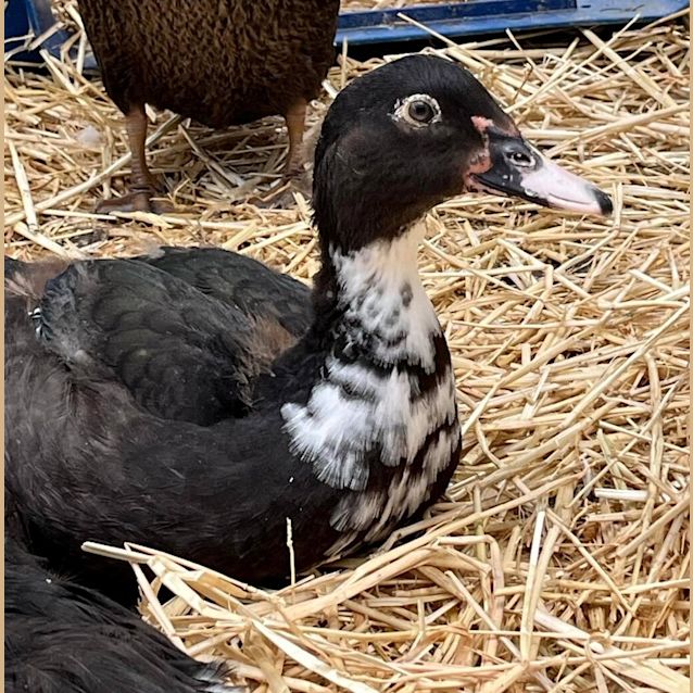 Photo of Daffy