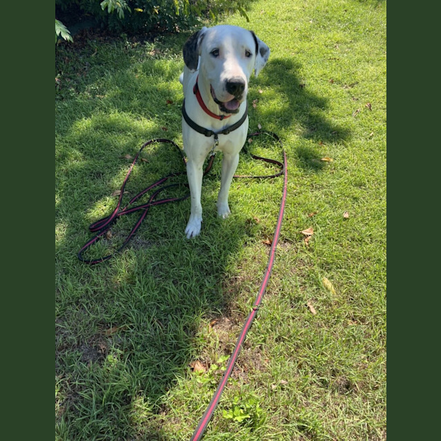 Photo of Luna