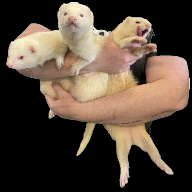 Olaf & Stitch - Male Ferret in NSW - PetRescue