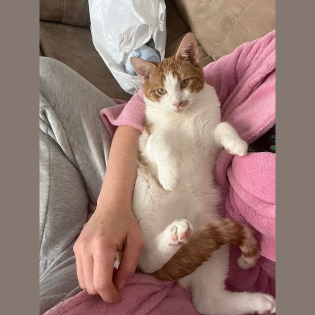 Photo of Gus ** 2nd Chance Cat Rescue**