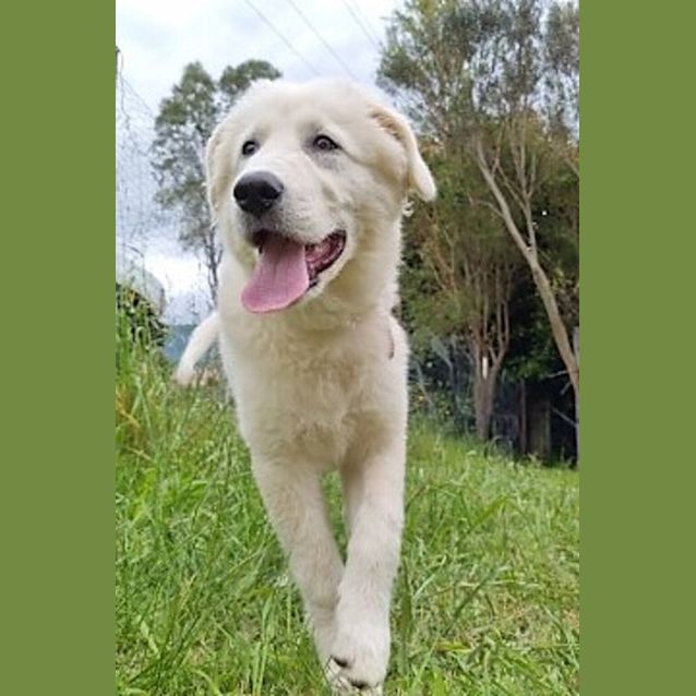 Photo of Queenie
