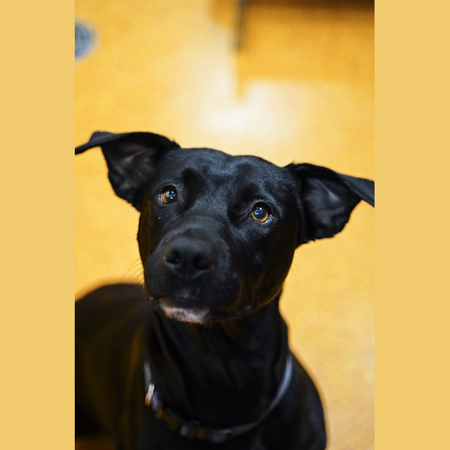 Photo of Ace
