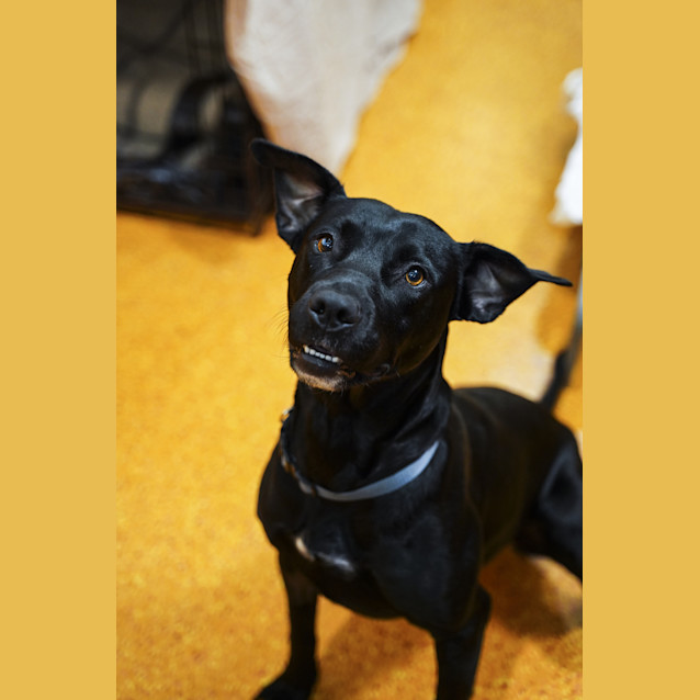 Photo of Ace
