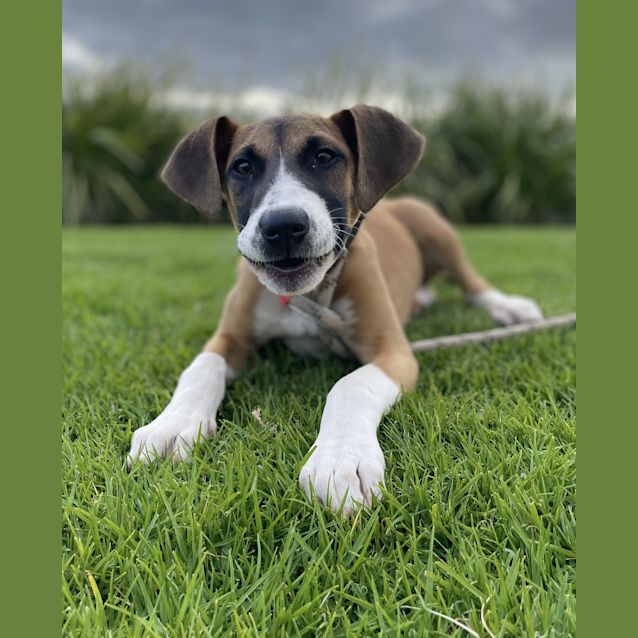 Photo of Raider