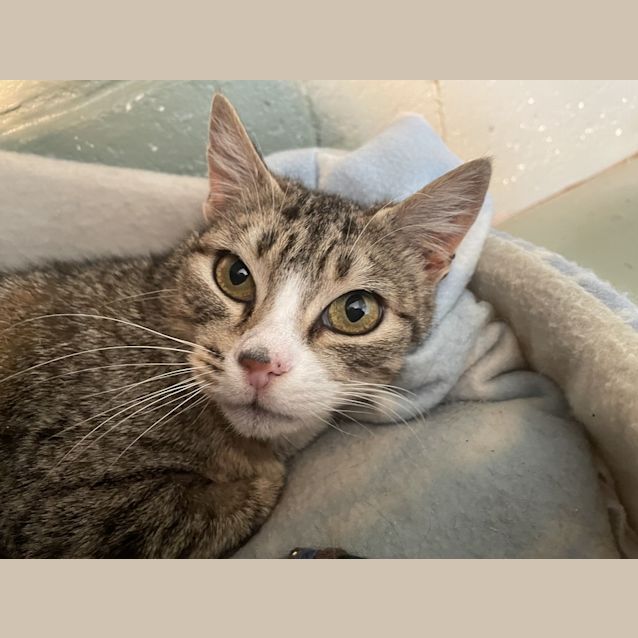 Photo of Missy