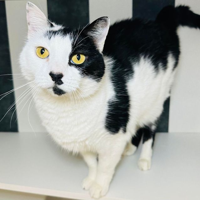 Photo of Phantom   Located In Preston