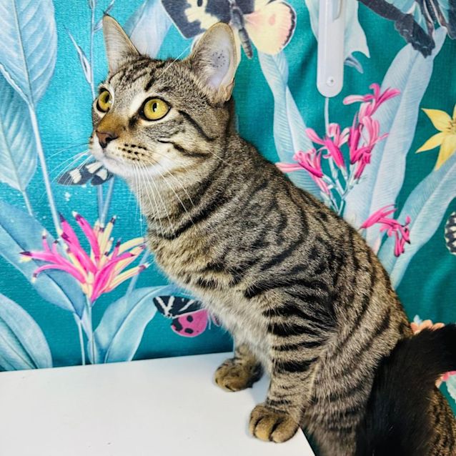 Photo of Stripey   Meet Me At Pet Stock Vermont