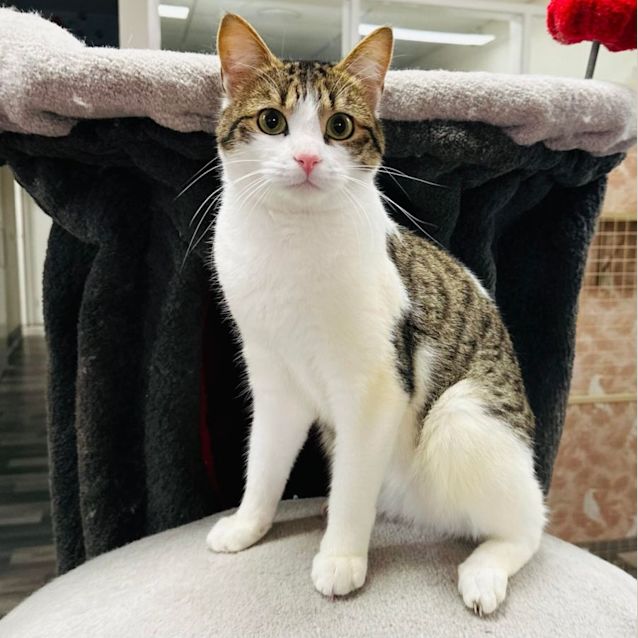 Photo of Antonio  Located In Lower Templestowe