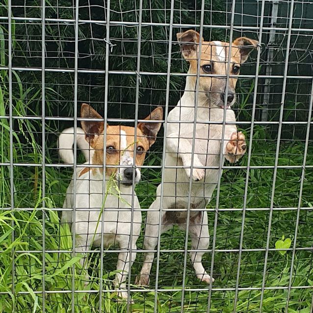 Photo of Tilly And Floss 