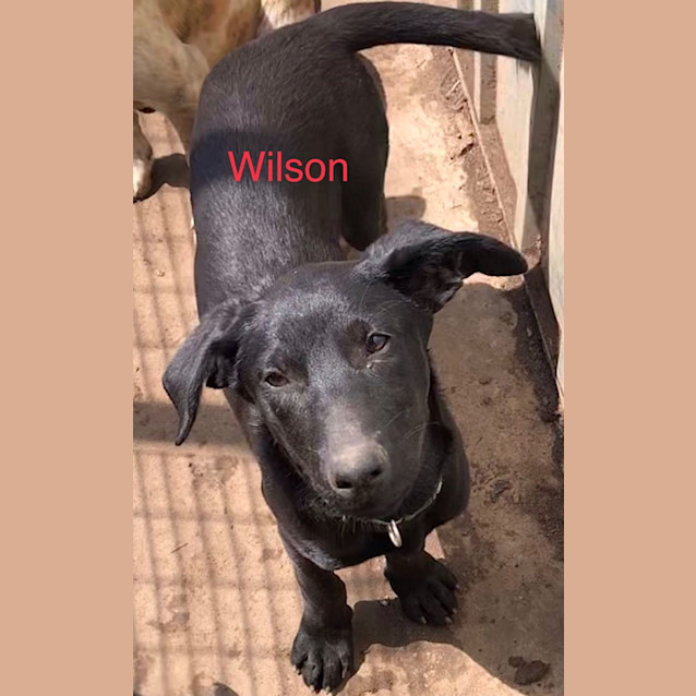 Photo of Wilson
