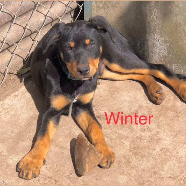 Winter Medium Male Kelpie Dog in NSW PetRescue