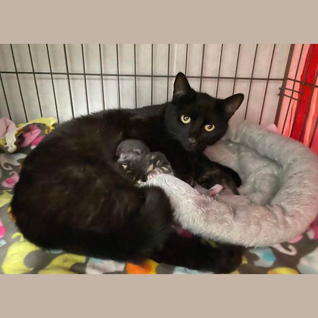 Photo of Mumma Mittens