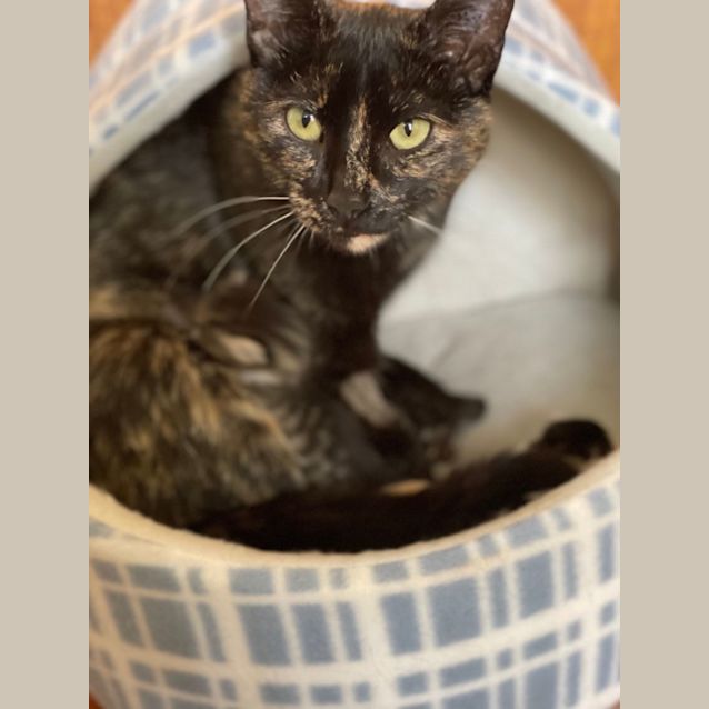 Photo of Gypsy