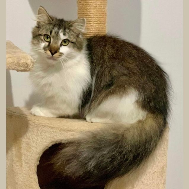 Photo of Chou Chou & Tabby 