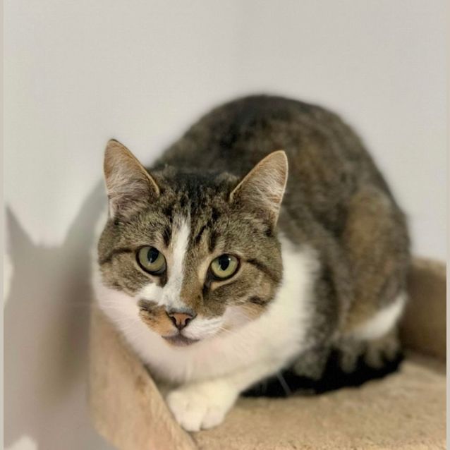 Photo of Chou Chou & Tabby 