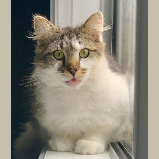 Photo of Chou Chou & Tabby 