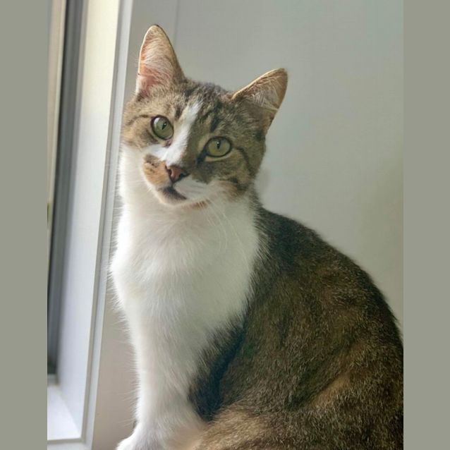 Photo of Chou Chou & Tabby 