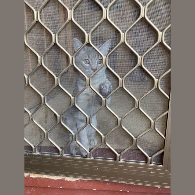 Photo of Sparrow