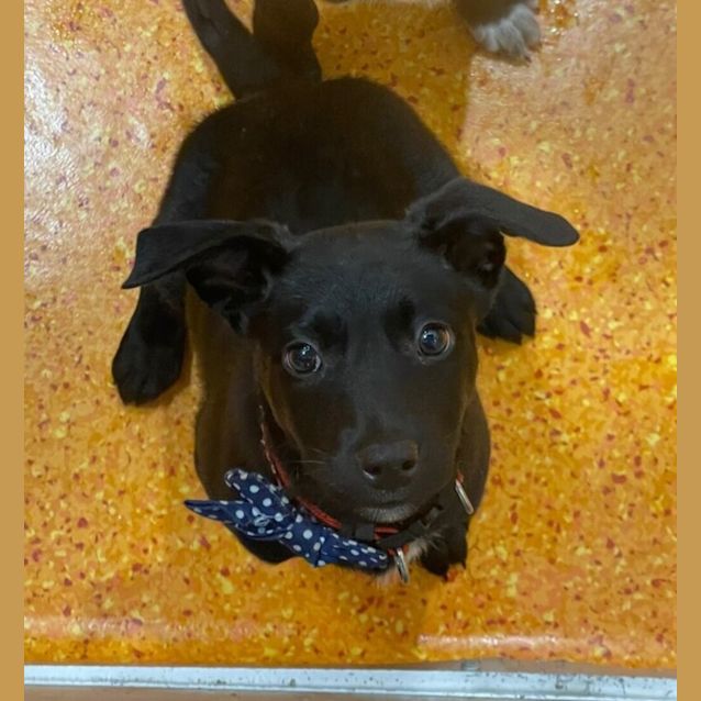 Photo of Bentley