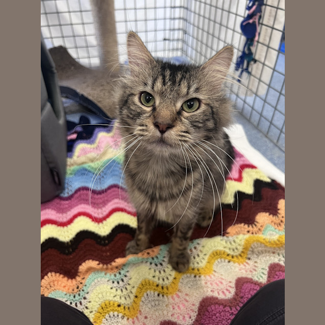Photo of Loki