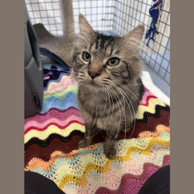 Photo of Loki